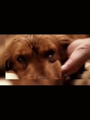 A post by @mbbvcx222 on TikTok caption: #greenscreenvideo #foryou #dog #cute #Love