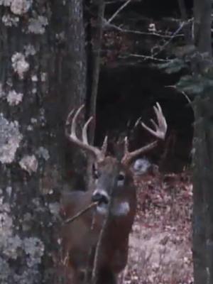 A post by @applecreekwhitetails on TikTok caption: The buck that never gets found #funny #mylife #applecreekwhitetails #primaleats #paradise #woods #northwoods #wisconsin #buckfever #bbd #Outdoors #fyp