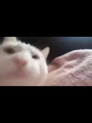 A post by @floppa_tk on TikTok caption: #loud #funny #dancing #cat