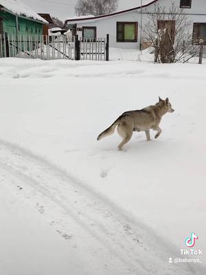 A post by @ on TikTok caption: Такое ощущение, как будто Дуся все время с нами была. Уже так к ней привыкли. #люблюсобакбольшечемлюдей #брошеннаясобака #дусяо