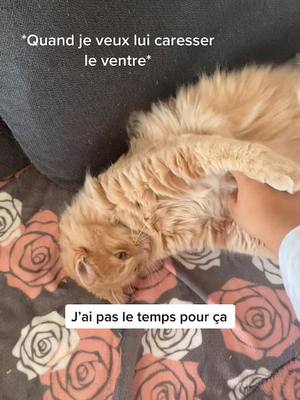 A post by @pacha_caramel on TikTok caption: Il me repousse gentiment 🥺 #fyp