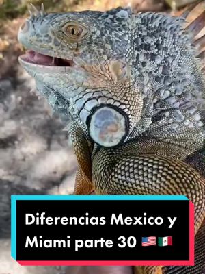 A post by @isoydann on TikTok caption: Más diferencias 🇲🇽🇺🇸 #choquecultural #diferencias #mexico #miami #parati