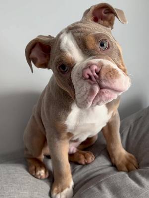 A post by @banksthebulldog on TikTok caption: Whatchu lookin at? #englishbulldog #bulldog #bulldogpuppy #puppy