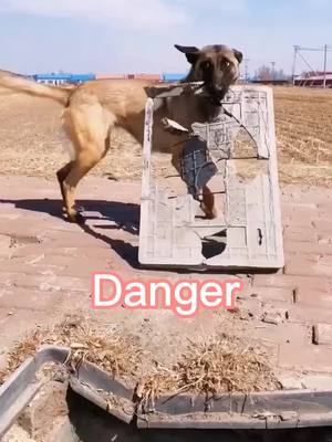 A post by @dog16h on TikTok caption: #dogs #dog