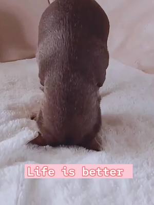 A post by @ohcutepet on TikTok caption: Is it better to see the world upside down?#pet #dog #funnyy #fyp