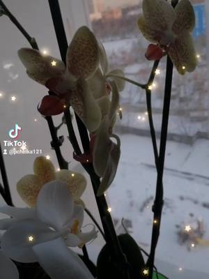 A post by @ on TikTok caption: 2022-03-15-100759528