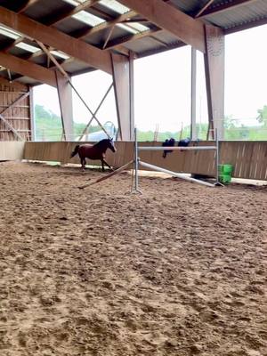 A post by @emma_las_vegas on TikTok caption: Avant de reconvertir lassou au dressage c’était avant tout un cheval de cso 😜 petite séance en liberté 🥰#saut #equitation #cheval  #pourtoi #fyp