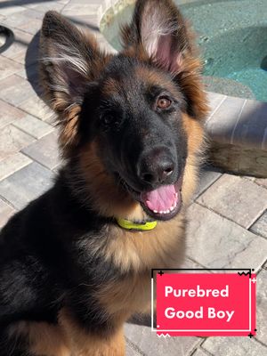 A post by @kaiser_n_frens on TikTok caption: PUREBRED GOOD BOY!  #purebredgoodboy #goodboy #purebred #dogsofttiktok #germanshepherd #fyp #SmoothLikeNitroPepsi #foryoupage #cute #doglover #gsd