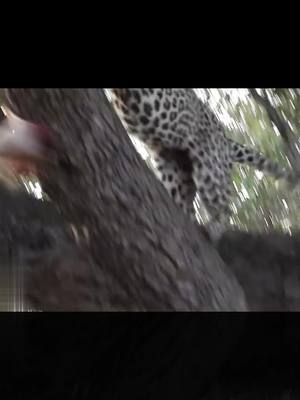 A post by @feelgirls on TikTok caption: Lions Climb Tree with Leopard Still There_00