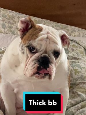 A post by @pennyspastaparty on TikTok caption: I object to this statement #fyp #cute #foryou #dogsofttiktok #bulldog