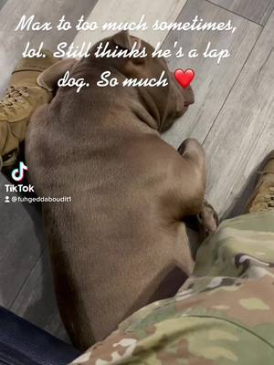 A post by @mightymax1226 on TikTok caption: #fyp #outlanderchallenge #doglife #SmoothLikeNitroPepsi #Love #bullymax #dogsofttiktok #dogs #bullypup🐾 #puppiesoftiktok #pup #lovemydog #americanbullys #americanbullies #buddiesforlife