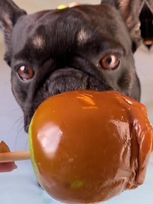 A post by @rockerandrebel on TikTok caption: An apple a day keeps the Dogtor away #frenchie #frenchies #caramelapples #petaccessories #petaccessory #petboutique