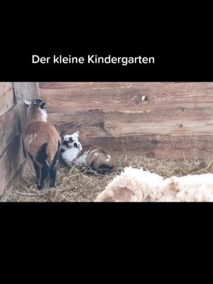 A post by @landwirtschaft____ on TikTok caption: #fy