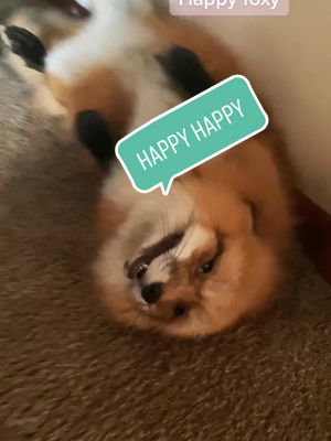 A post by @eeveethefox on TikTok caption: That’s the sound of happiness! #fyp #foryoupage #fy #foryou #fox #pet #animals #animal #PetsOfTikTok #pets