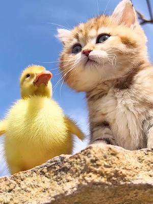 A post by @guangtianchen on TikTok caption: #duck #cat #pet #ducksinspace #cute