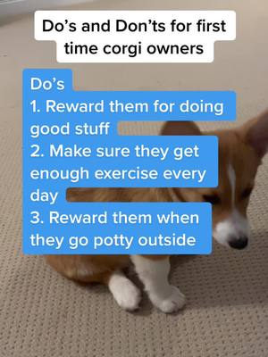 A post by @jammycorgi on TikTok caption: Owning corgi tips #corgi #corgipuppy #corgisoftiktok