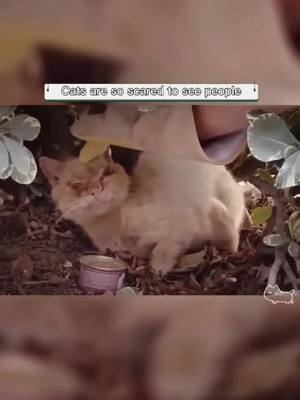 A post by @mbbvcx222 on TikTok caption: #greenscreenvideo #foryou #dog #cute #Love #animals