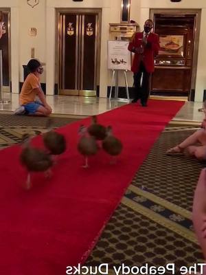 A post by @guangtianchen on TikTok caption: These ducks hustle down the red carpet 6 days a week to swim #ducksoftiktok #ducks #duck #ducklings