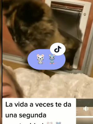 A post by @dogsandcharly on TikTok caption: POV a veces la vida te da una segunda oportunidad #mascotas #dogsandcharly