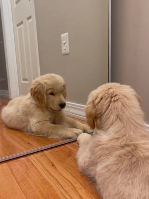 A post by @bandanajax on TikTok caption: Excuse me sir but you look extremely familiar…. And HANDSOME af❤️😝 #goldenretriever #VenmoSpringBreak