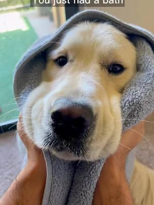 A post by @lokidokei on TikTok caption: But mommy! I just a baby! #dog #goldenretrieverlife #funny #cute