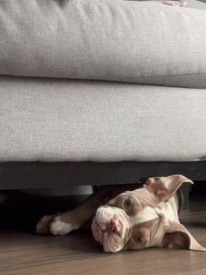 A post by @banksthebulldog on TikTok caption: Won’t fit under the couch for much longer #chunkyboy #englishbulldog #bulldogpuppy #dogsofttiktok