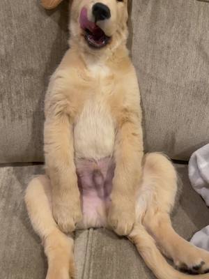 A post by @bandanajax on TikTok caption: Just a babbbbbbyyyyyyy #goldenretriever