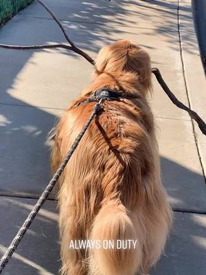 A post by @goldenoliversmom on TikTok caption: Branch Manager working overtime ☺️ #workworkwork #fyp #fypシ #goldenretrieverlife #goldenretrieversoftiktok #goldens #goldenretrievers #dogs #dogsofttiktok