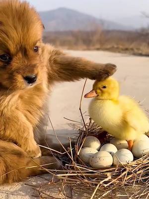 A post by @guangtianchen on TikTok caption: #duck #dog#cute #duck