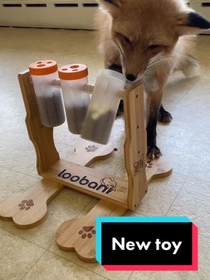 A post by @eeveethefox on TikTok caption: She loves it! @Loobani #fyp #fy #foryoupage #foryou #fox #pet #animals #loobani #loobanipet #PetsOfTikTok