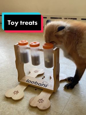 A post by @eeveethefox on TikTok caption: She said O TREAT #fyp #fy #foryou #foryoupage #fox #pets #animals