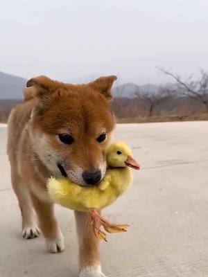 A post by @guangtianchen on TikTok caption: #duck #ducks #dog