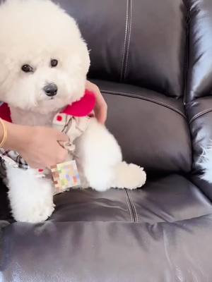 A post by @oneday_101 on TikTok caption: Nice clothes #dog #petthings #fyp