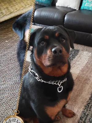 A post by @melissabondurant on TikTok caption: #rottweiler #Love #fyp #trending