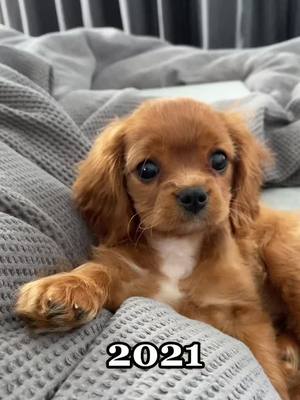 A post by @yuzuthecav on TikTok caption: That upgrade in camera quality tho… 😍 #cavalierkingcharlesspaniel #puppiesoftiktok #dogsoftiktok #cavaliercommunity #fyp