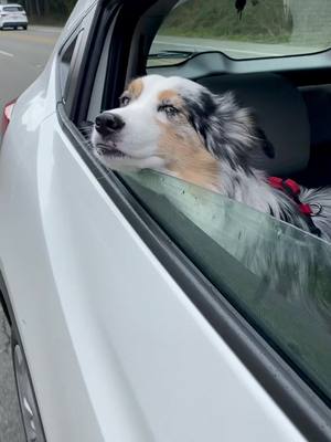 A post by @lifeoflaulau on TikTok caption: #roadtrip #cutedog #miniaussie #australianshepherd