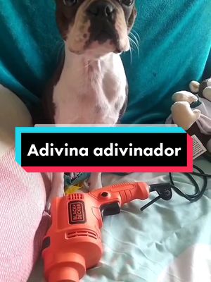 A post by @kira.c.g on TikTok caption: #Adivinanza del día... Quien respondió bien? #fyp #perrostiktokers