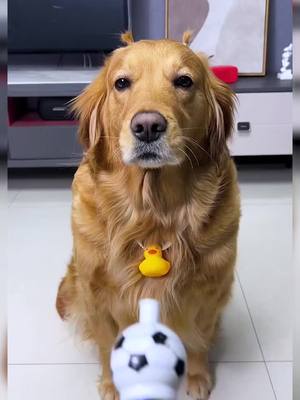 A post by @ftshapeupyoga on TikTok caption: #fyp #foryou #pet #cute