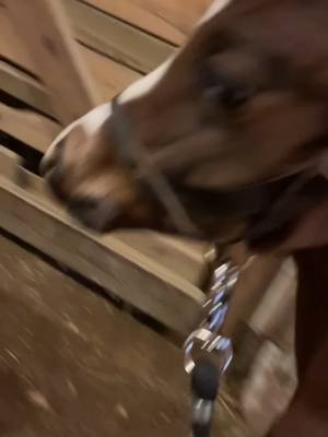 A post by @karigrefsrud on TikTok caption: 💙 Ted Lasso 💙 doing baby things #fup #justababy #aqha #babyhorses