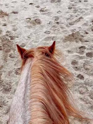 A post by @informedequestrian on TikTok caption: What have you been practicing with your horse? #horse #equestrian #horsesoftiktok #reining #quarterhorse