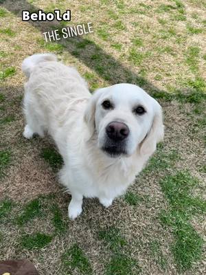 A post by @charlietheflufferpuffer on TikTok caption: Tell me he’s not perfect (the ending 😅) #dogsofttiktok #dogtok #dog #fyp #coolforthesummer