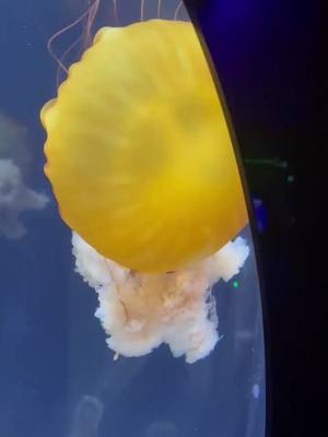 A post by @mady.haa on TikTok caption: #SmellLikeIrishSpring #UnsealTheMeal #omg #wow #amazing #dope #explore #beautiful #jellyfish #nature #creature #ocean #yellow #what #beauty #underwater #hidden