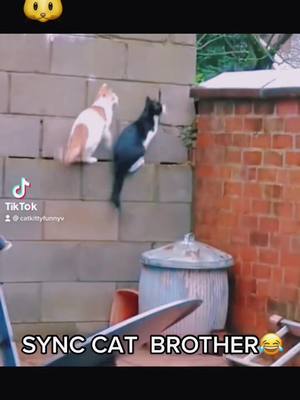 A post by @catkittyfunnyv on TikTok caption: 😂😂😂sync#cat #catsoftiktok #catfunnyvideos #funny #catslover