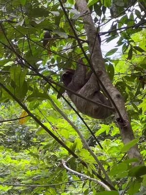 A post by @sophelino on TikTok caption: Wie viel Glück hatten wir bitte 🦥🇨🇷 #costarica #sloth #faultier #travel