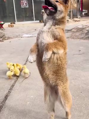 A post by @guangtianchen on TikTok caption: #ducks #duck #ducksoftiktok #ducklings #dog