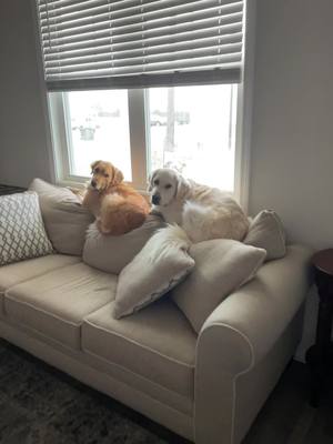 A post by @charlietheflufferpuffer on TikTok caption: They’re cute and they’re doing absolutely nothing #AFairShotWithBlock #cute #dog #dogsofttiktok #dogtok #dog #fyp #trend #goldenretriever