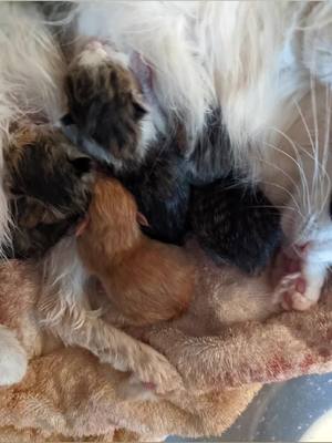 A post by @amyparoby92 on TikTok caption: my one year old cat princess and her 4 babies she had today