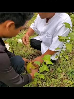 A post by @pozzratana168 on TikTok caption: ផ្លែកទៀតហើយផ្លែដូងដុតឆេះ🥥🤔😱🤣🤣🤣#គ្រូតឿ