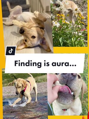 A post by @alltherifraf on TikTok caption: If you had to label with one word, what would it be? 💛☀️🧀🍌 #findingmyaura #myauracolor #happycolours #yellowaura #yellowlabradorretriever