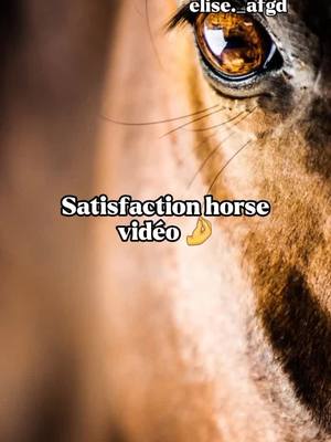 A post by @elise._afgd on TikTok caption: #fypシ #fyp #fyppage #pourtoi #trend #viral #pferd #equestrianedits #equitation #equestrian #horseriding #horse #likepls💕 #satisfying #satisfyingvideo